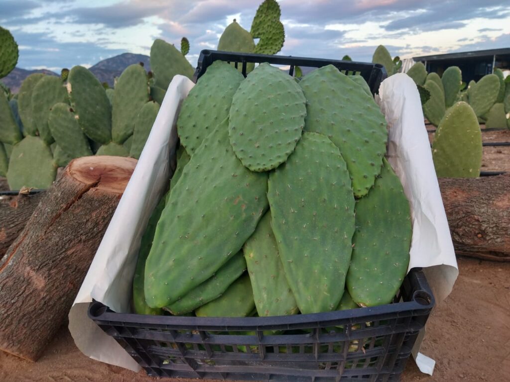 Nopal forrajero sin espinas para ganado