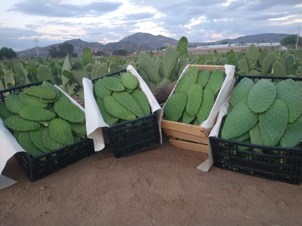 Venta de nopales por mayoreo