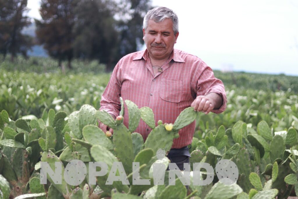 beneficios del nopal para el consumo humano