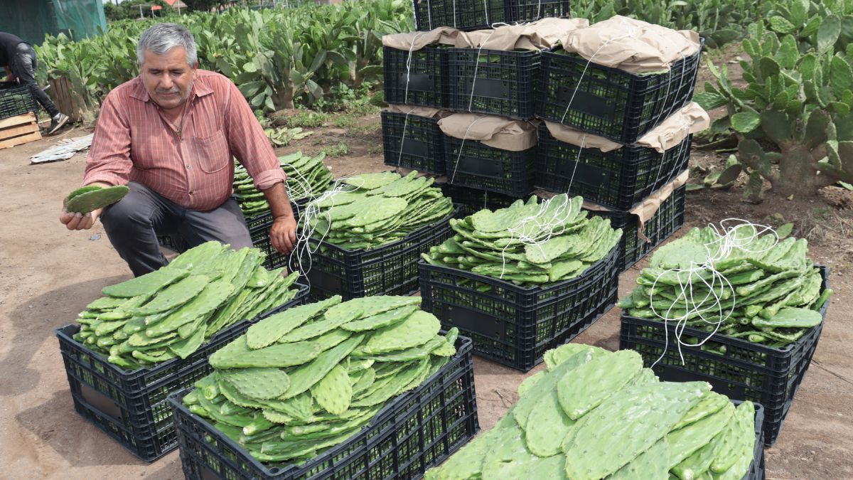 Don Tano Álvarez en la huerta de nopal en Jalisco