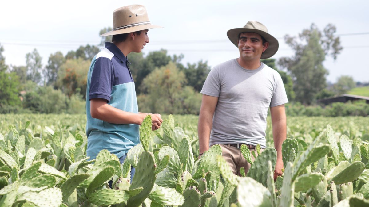Lalo y Emmanuel Álvarez en el cultivo de nopal