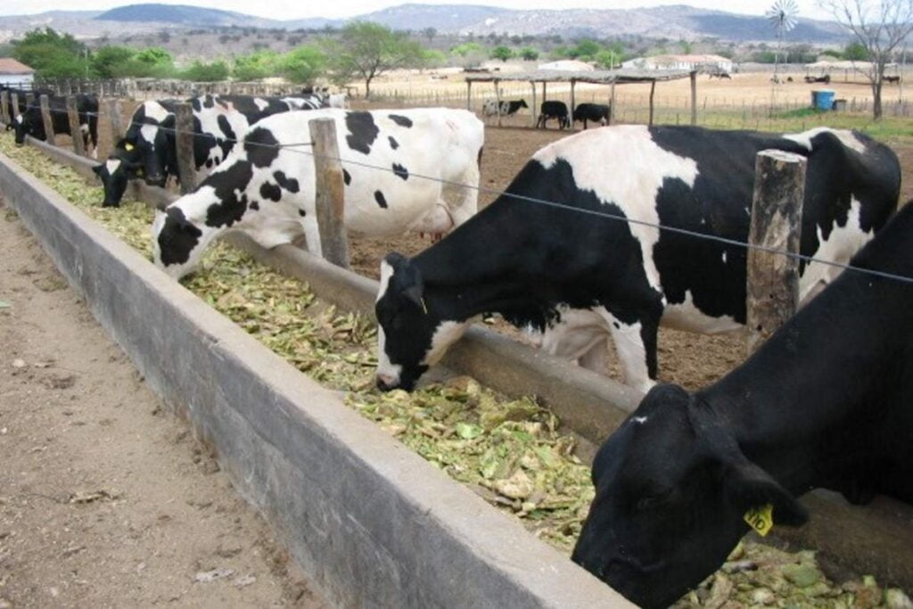 alimento para el ganado Nopal forrajero