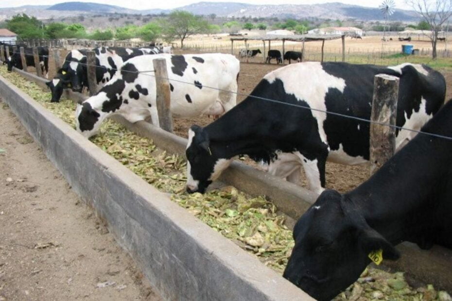 alimento para el ganado Nopal forrajero