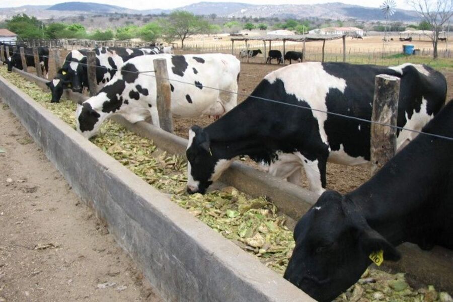 Nopal forrajero para ganado ante sequía