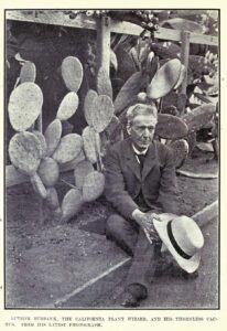 Huerta de pencas de nopal verde en Jalisco