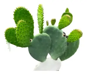 Planta de nopal semilla variedad Atlixco para sembrar