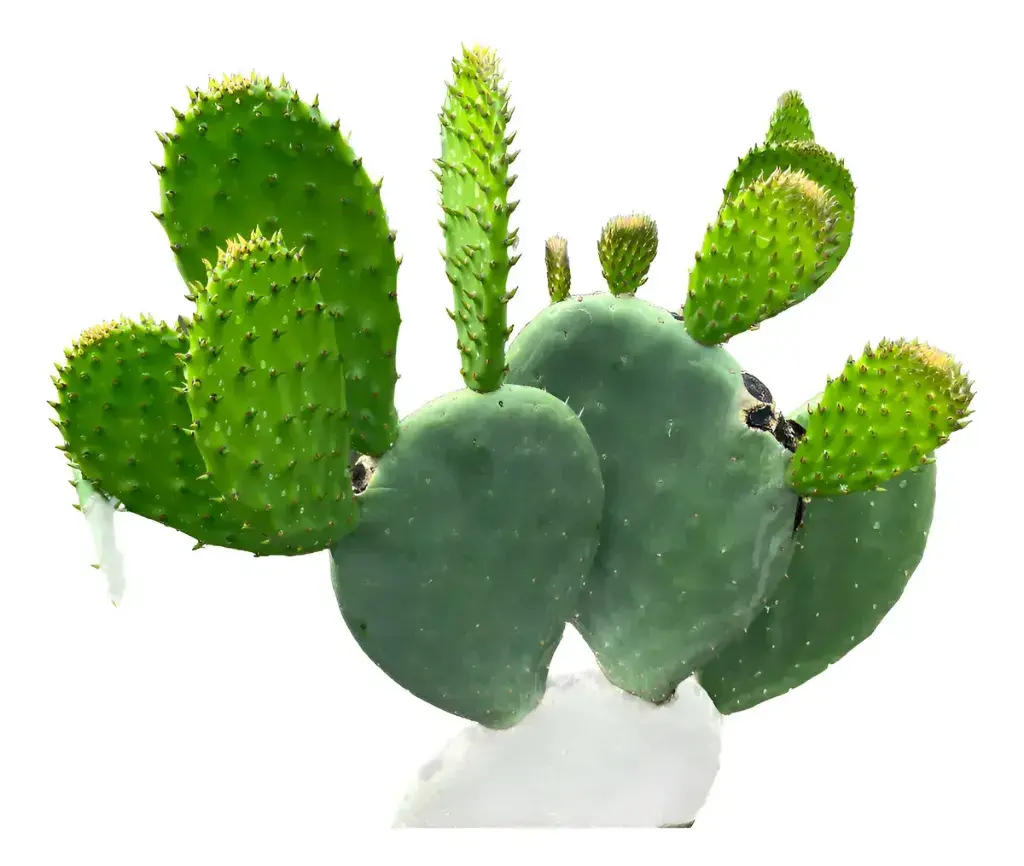 Planta de nopal semilla Atlixco para sembrar