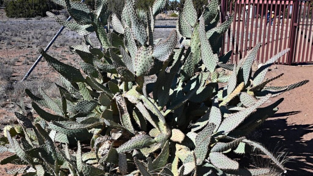 Nopal en restauración de suelos y ecosistemas áridos