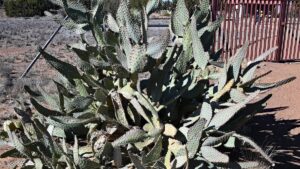 Nopal en restauración de suelos y ecosistemas áridos